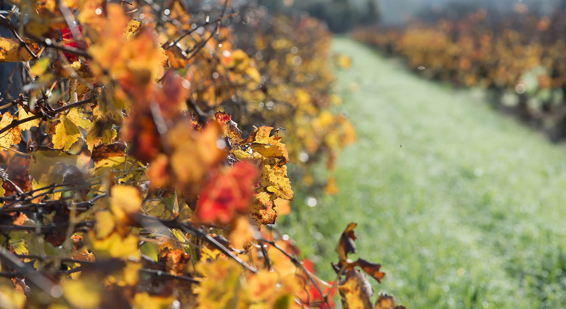 A close up view of some vine leaves in the sun
