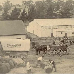 A very old and
                grainy photograph of Yalumba with horses and carts arriving to pick of barrels of
                wine.