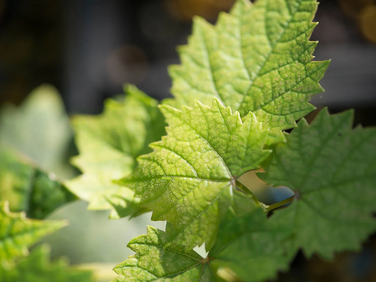 Close-up of green grape vine leaves showing sustainable viticulture