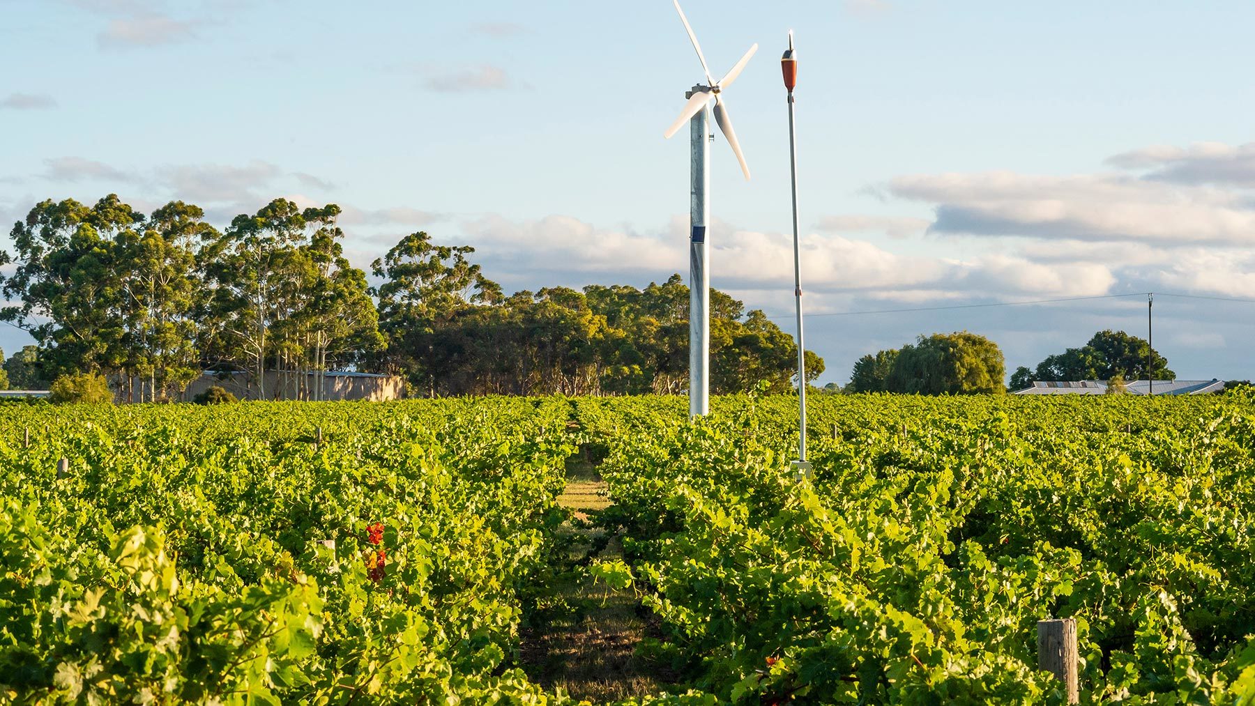 A view of the lush vineyards at Coonawarra