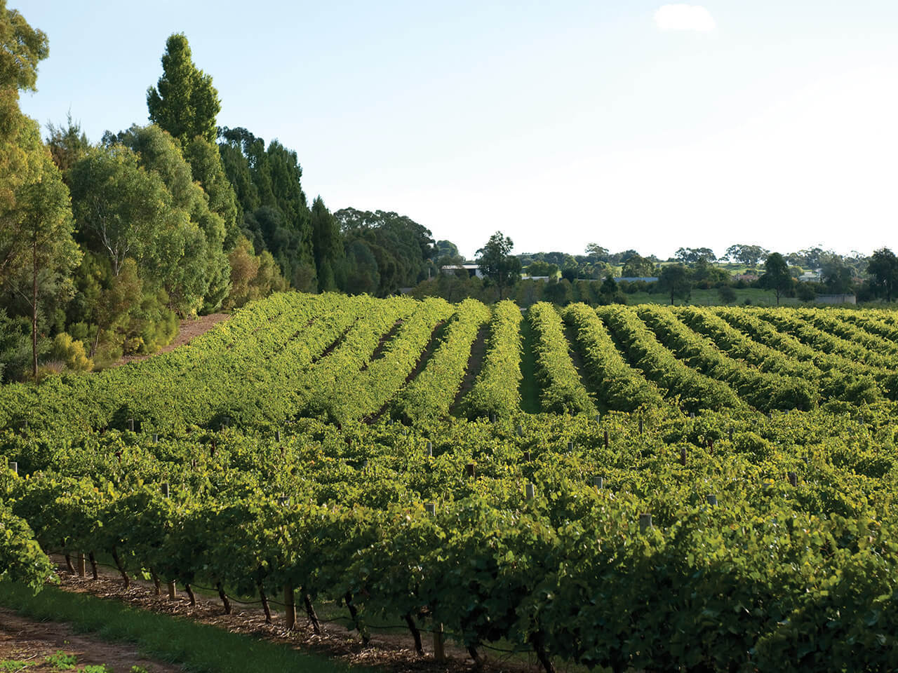 A view of the lush vineyards at Eden Valley