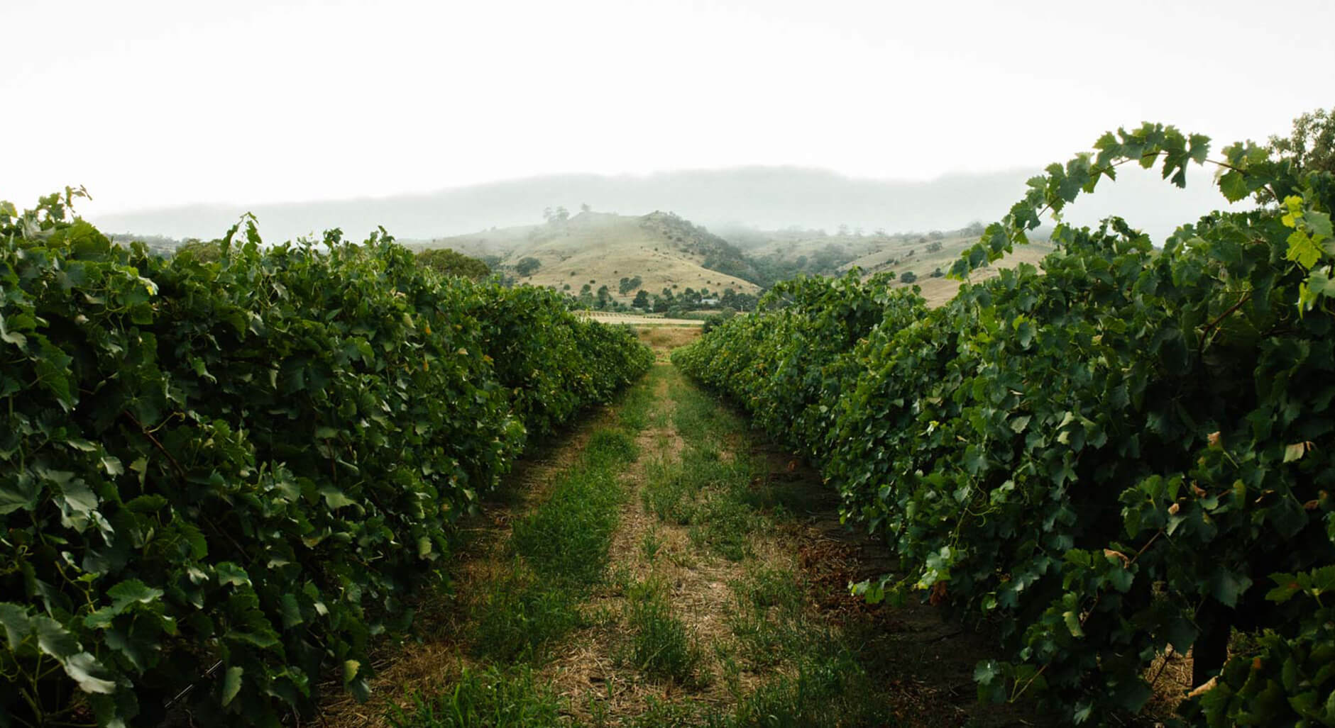 A view from between to rows of vines within a Yalumba vineyard