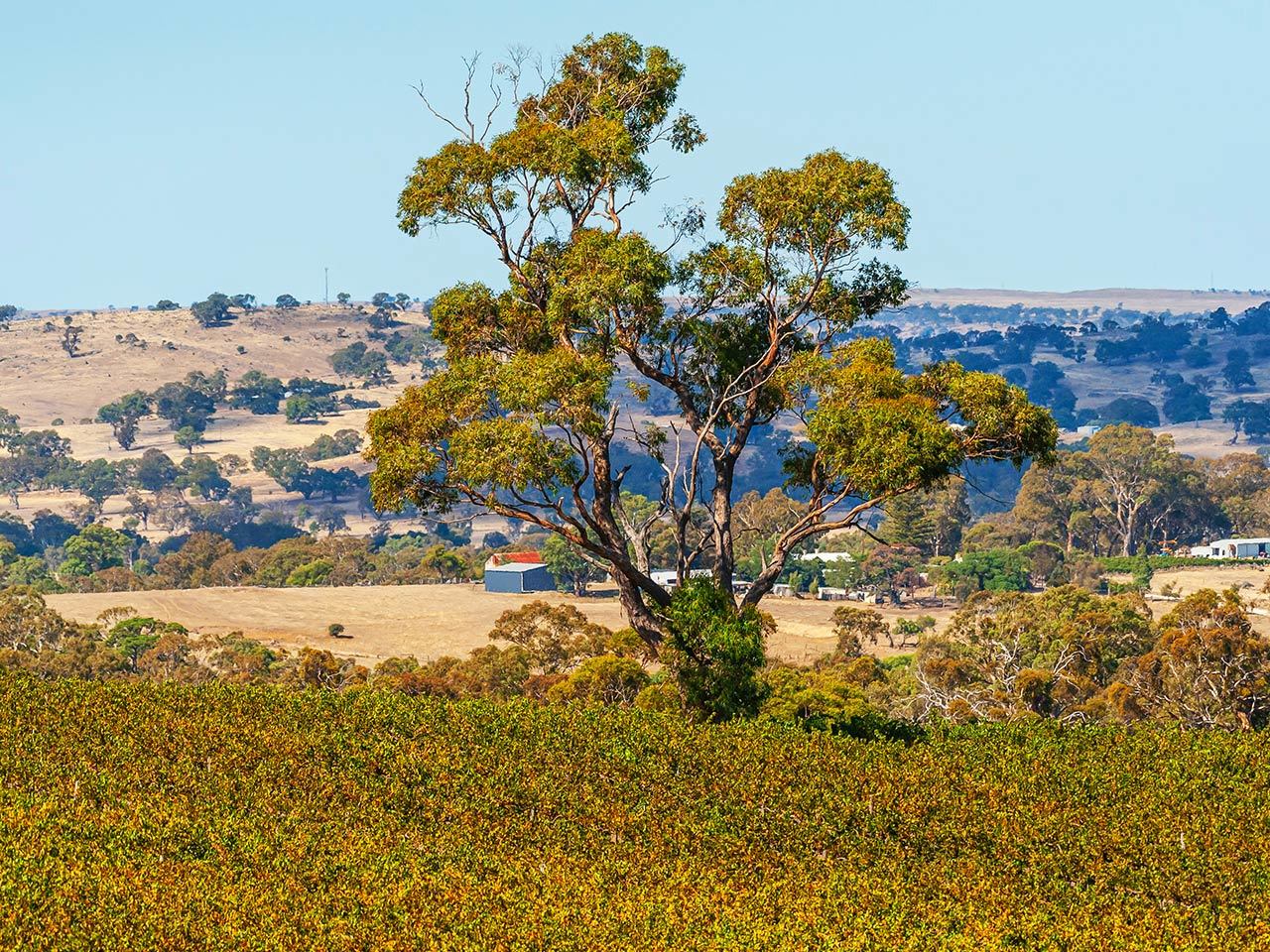 A picturesque view of one of Yalumba's Eden Valley vineyards, sitting amongst some rolling hills
