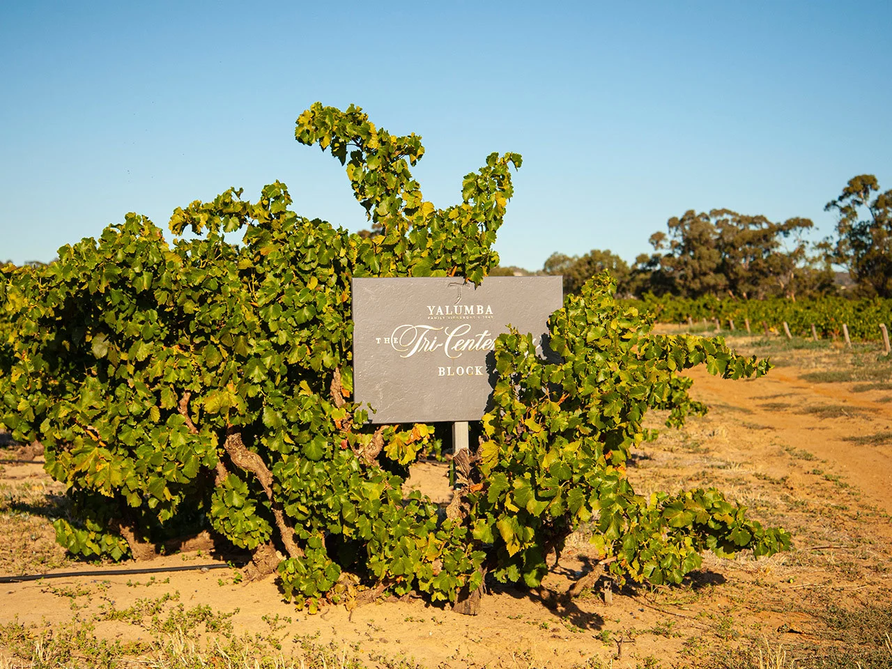 Ancient Grenache vines with Tri-Centenary Block sign in the Barossa Valley vineyard