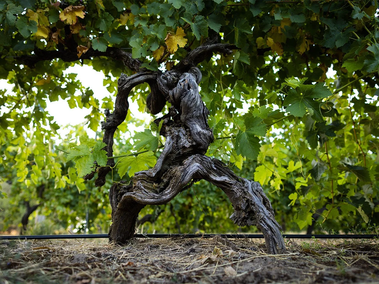 A close up photo showing one of Yalumba's old vines, displaying it's aged characteristics.