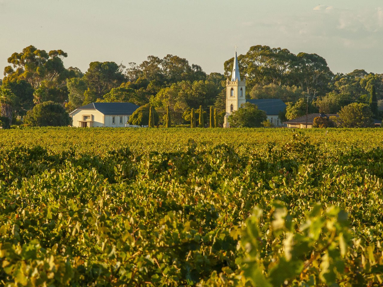 Vineyard
