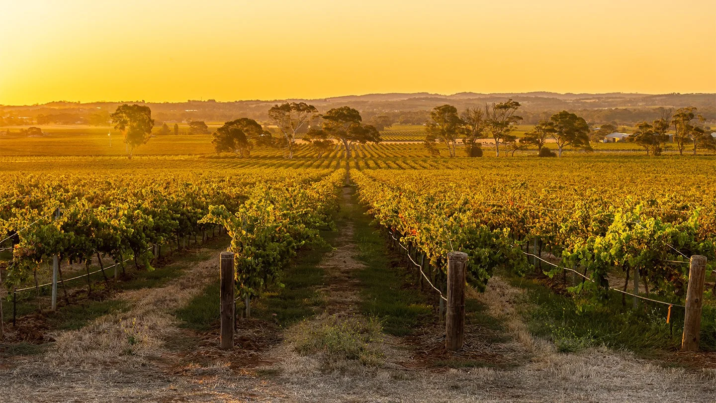 A beautiful view from the top of a Yalumba vineyard as the sun sets at the end of the day