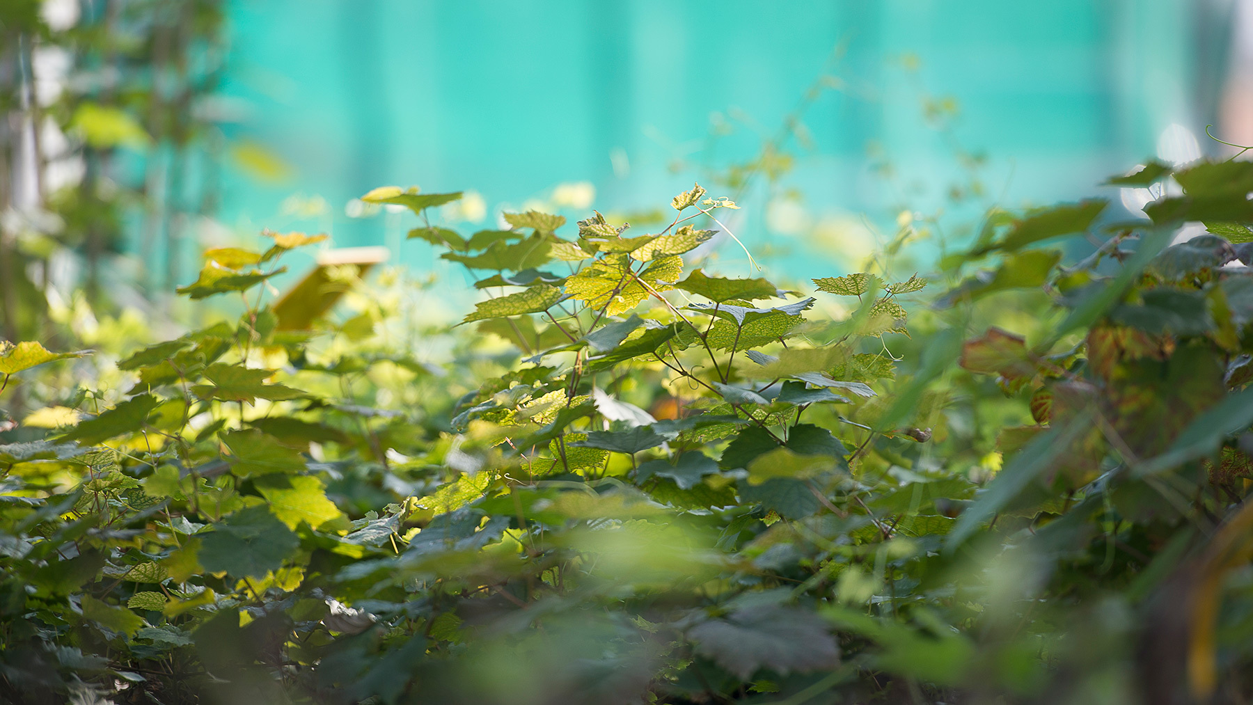 A close up view on some green vine leaves as they soak up the sun