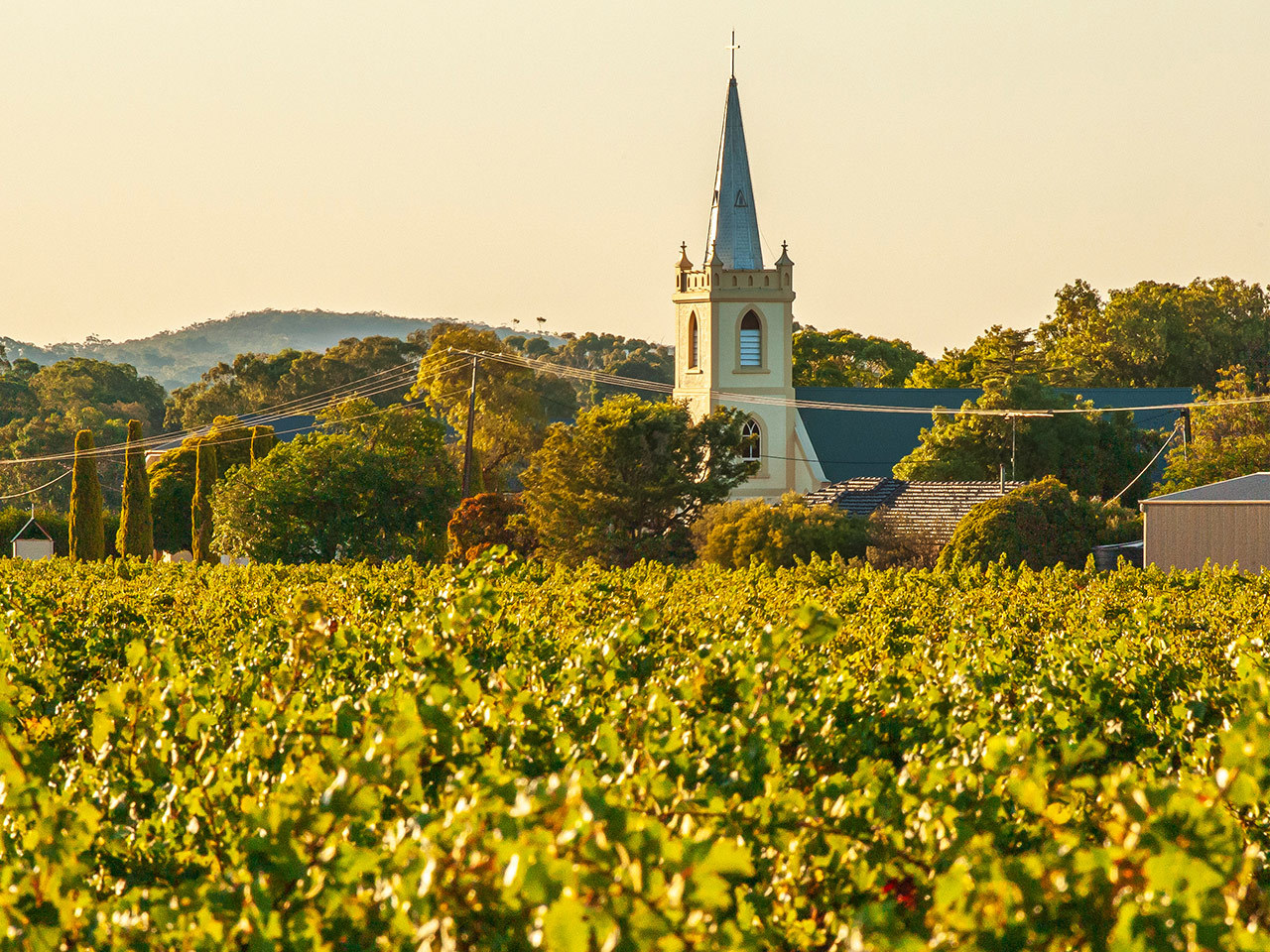 Light Pass church steeple rising above Steeple vineyard at sunset
