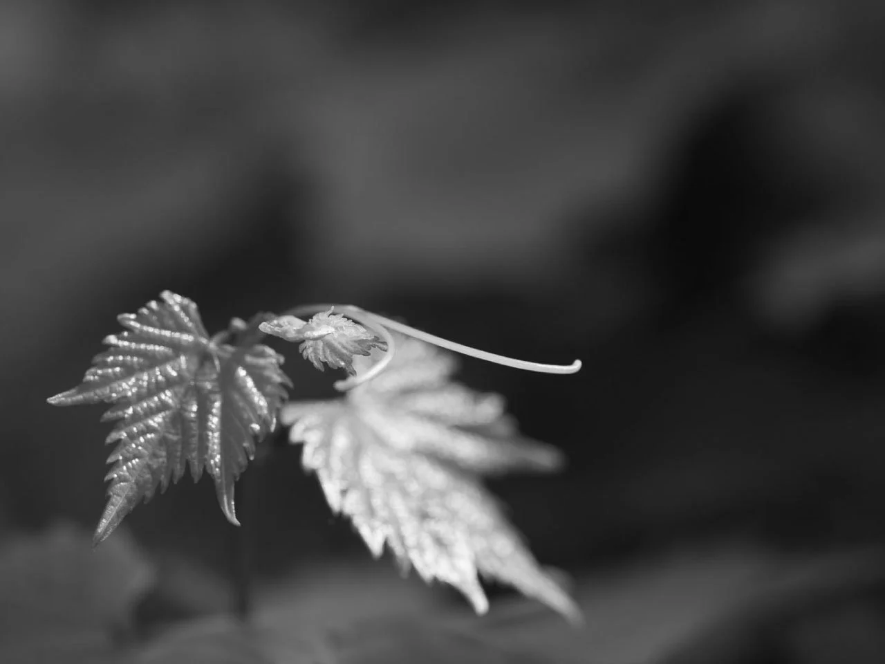 Close-up of grape vine leaves in black and white