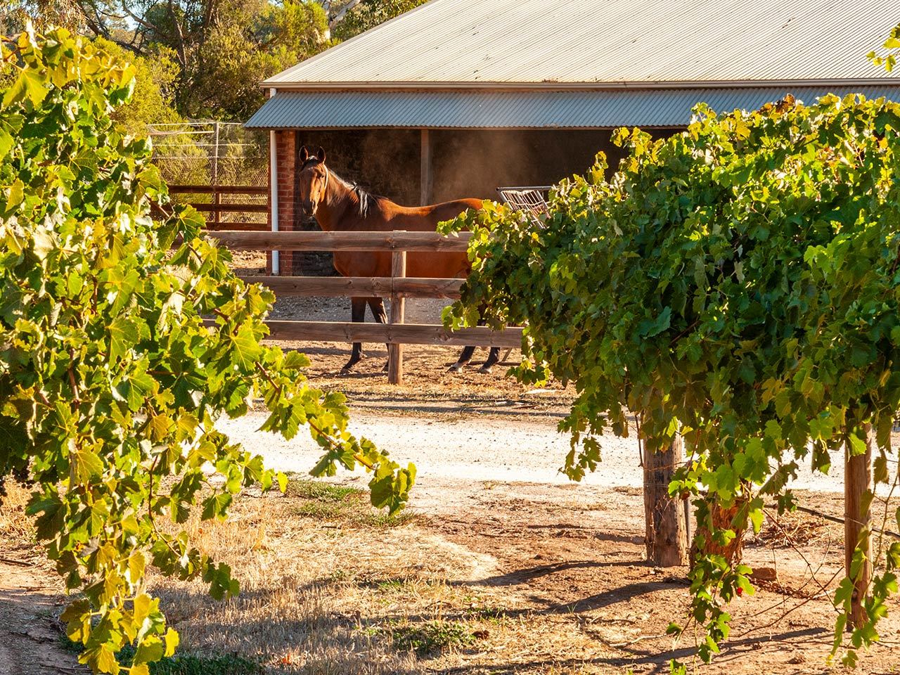 Horse in stable with vineyard rows at Mexican Vale