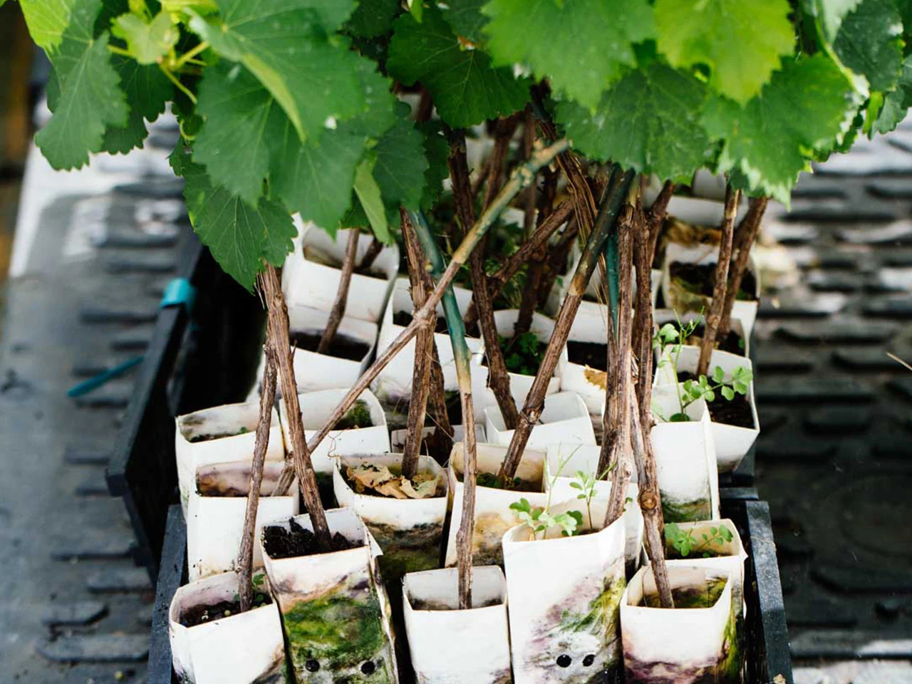 Young grapevine cuttings in propagation trays at Yalumba Nursery