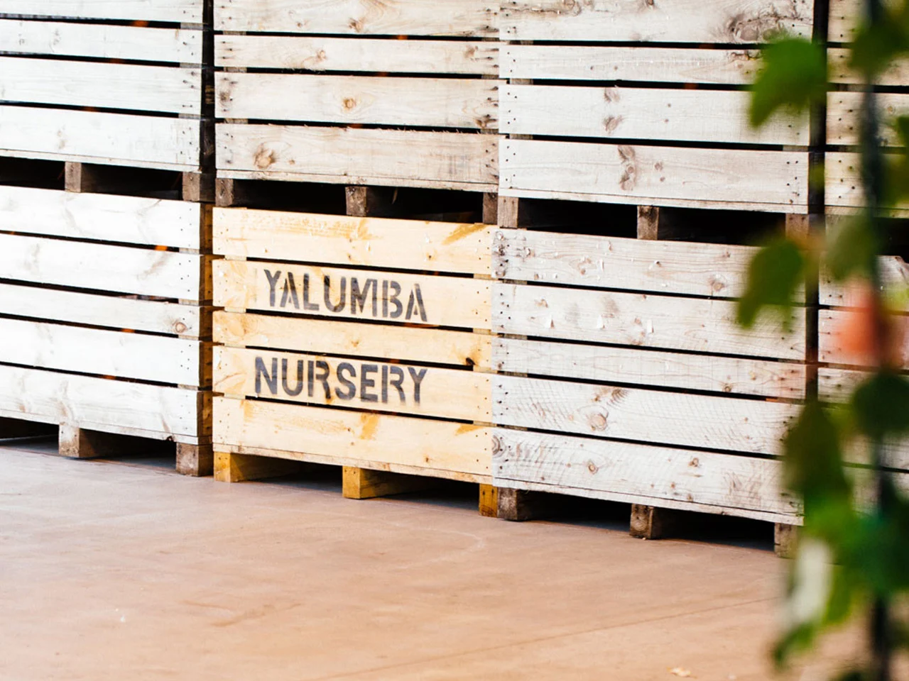 Wooden crates with Yalumba Nursery branded on the side