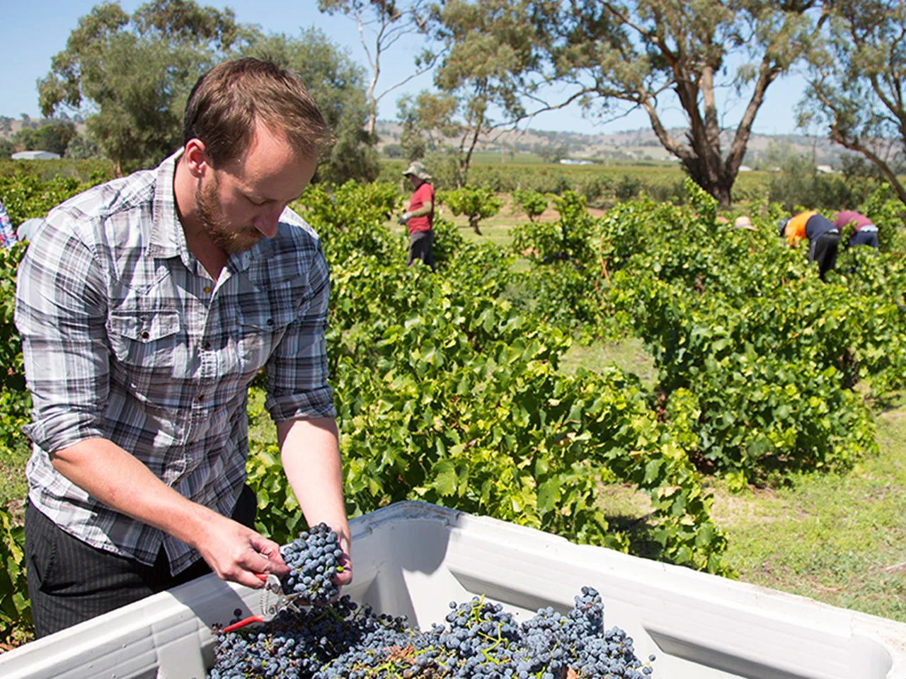 Winemaker sorting freshly harvested shiraz grapes with vineyard workers in background among grapevines
