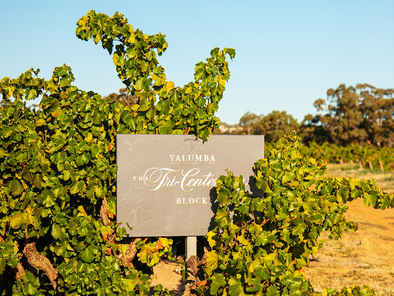 Tri-Centenary Block sign with old vines at Yalumba