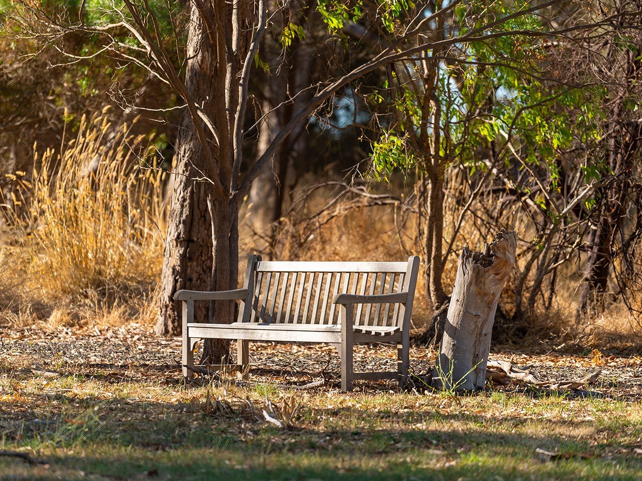 Image of a wooden bench chair placed in the sun on the grass and amongst the trees