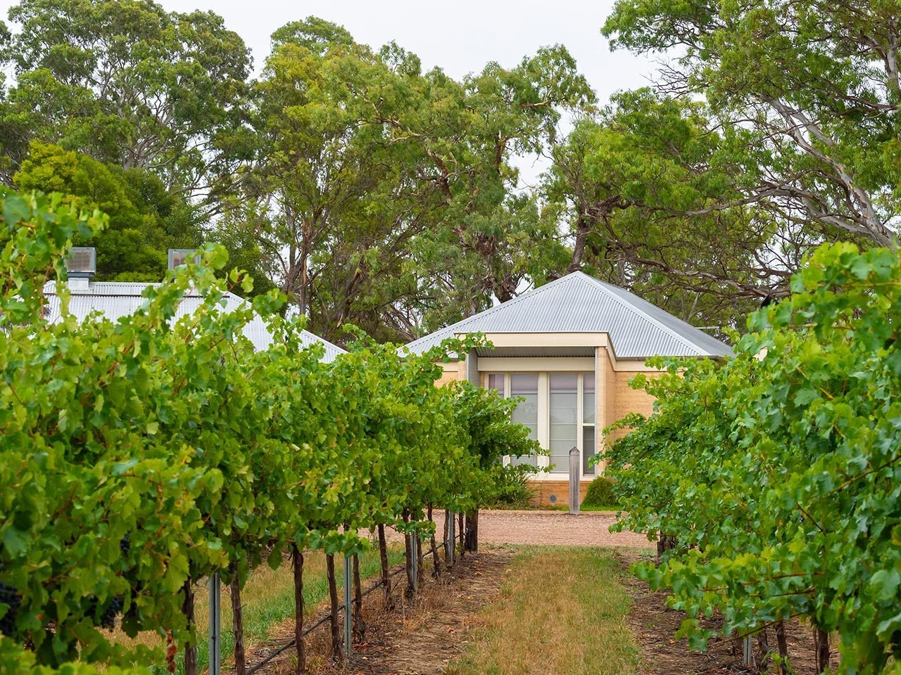 Menzies Retreat accommodation building nestled among vineyard rows and eucalyptus trees