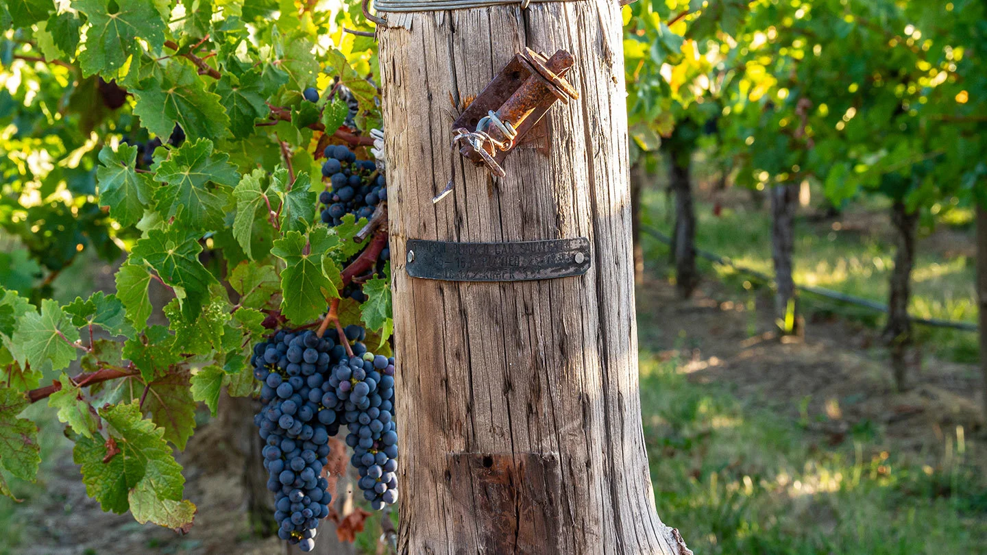 Wooden vineyard post with Cabernet Sauvignon grape clusters in Menzies Estate vineyard