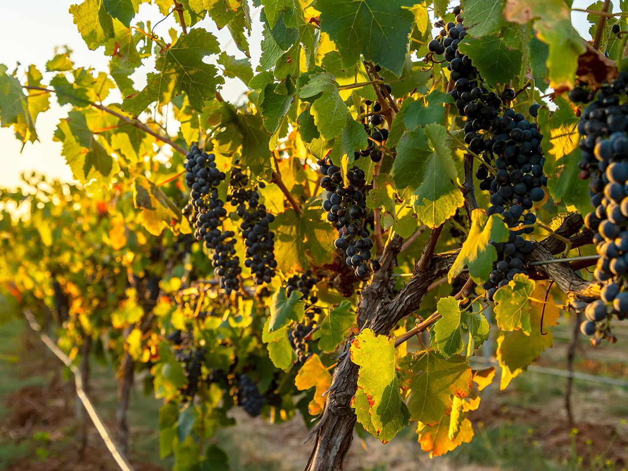 Close-up of ripe shiraz grapes on the vine at sunset in The Signature vineyard