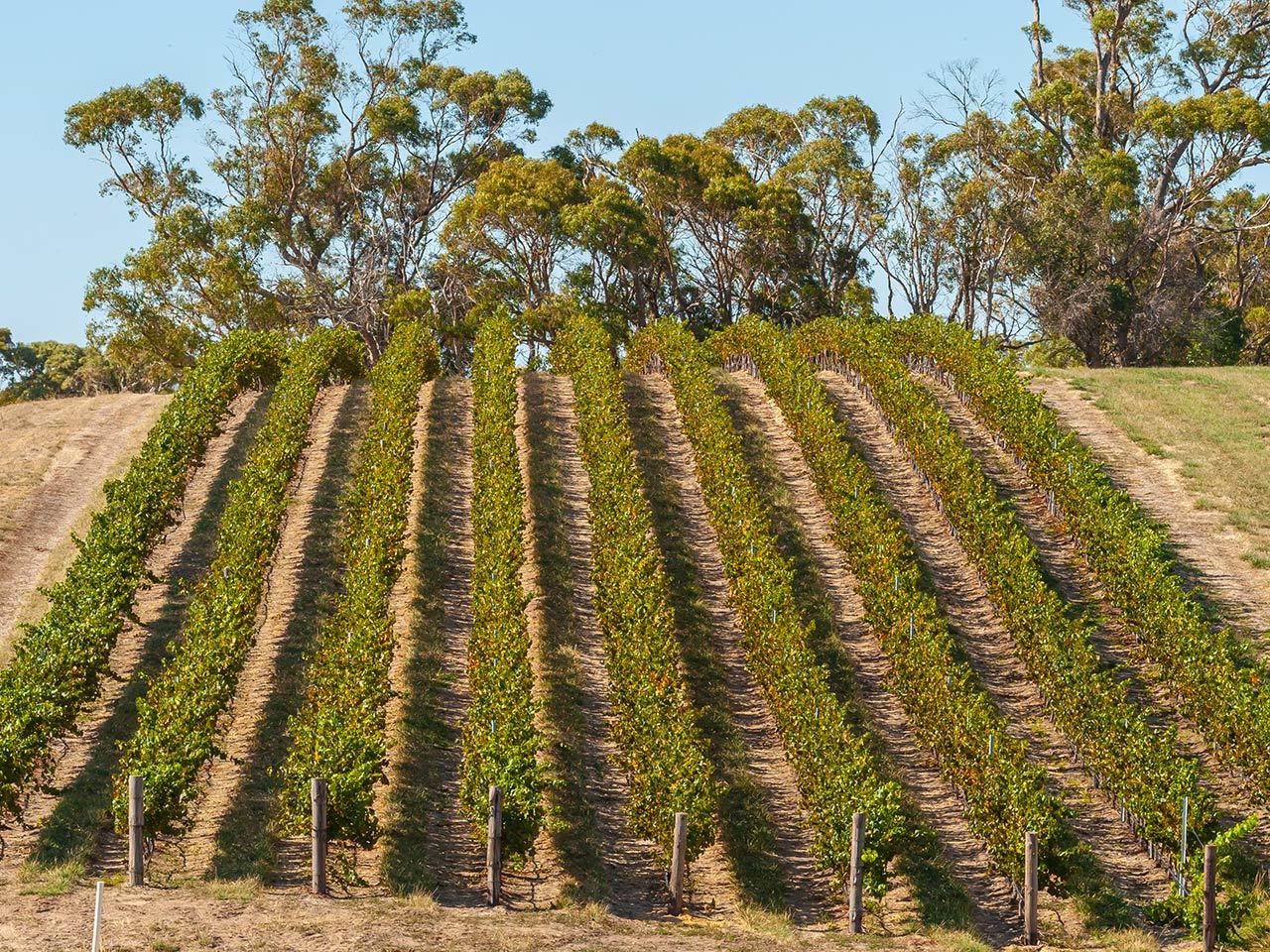 High Eden hillside vineyard with rows of vines and eucalyptus trees