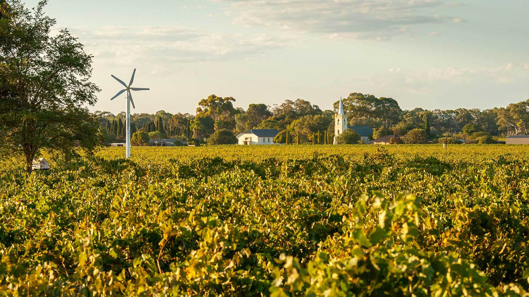 A beautiful sunny photograph overlooking the vineyards with a wine turbine in the middle and a church in the background