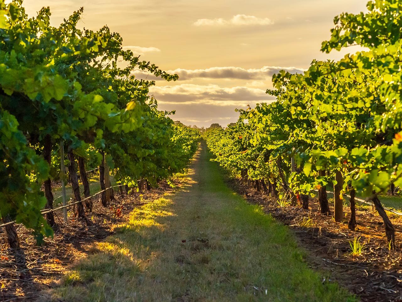 Rows of grapevines at Menzies Estate vineyard during sunset