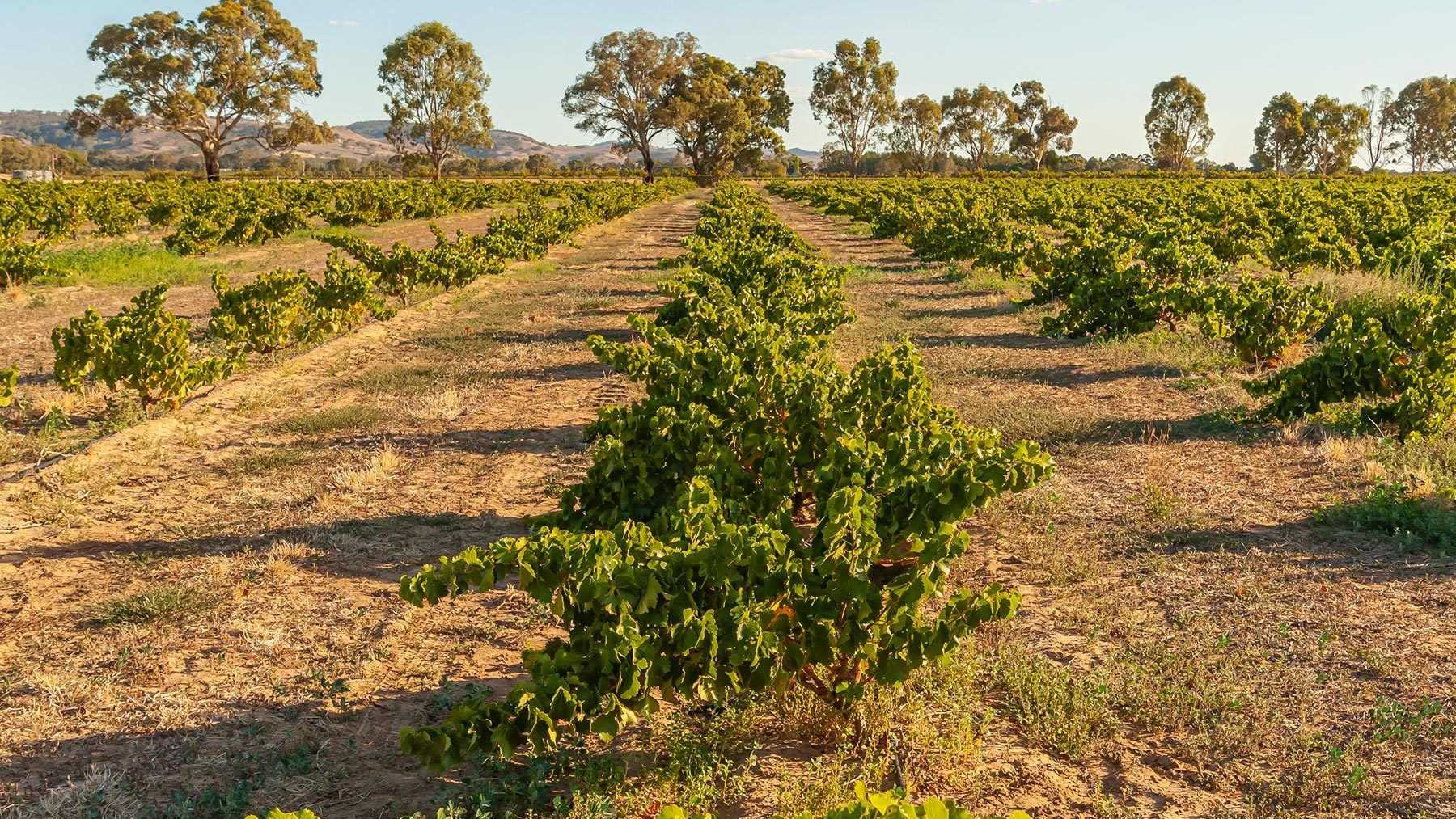 Aerial photo of one of Yalumba's old vineyards